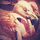 CD - Backwords - By The Neck - Digipack