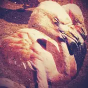 Backwords - By The Neck