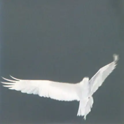 Bardo Pond - Adrop/Circuit VIII