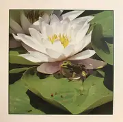 7inch Vinyl Single - Barry Guy - Frogs - Limited Edition, Numbered, picture disc