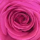 Double LP - Bilderbuch - Gelb Ist Das Feld - Still sealed