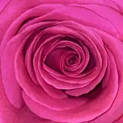 Double LP - Bilderbuch - Gelb Ist Das Feld - Still sealed