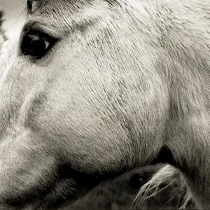 Bonny Light Horseman - Bonny Light..