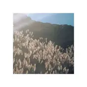 The Blithe Sons - GREAT ORTHOCHROMATIC..