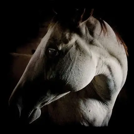 Brother Dege - How to Kill a Horse