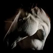 Brother Dege - How to Kill a Horse
