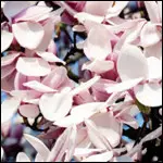 Burch Renders & Reducers Mama - Burch Renders & Reducers Mama