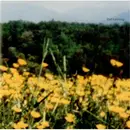 CD - Buttercup - Buttercup