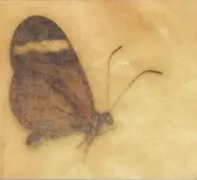 CD - Camphor - Drawn To Dust - slipcase