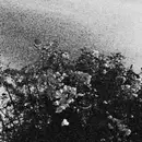 12inch Vinyl Single - Celestial Sword / Trhä - Ed​ë​nohhdla H​á​lgra Tu Majtranlh​'​ha / Ga N​ë​c​ë​cta Mon Idlhi - Purple Vinyl