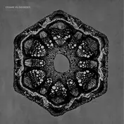 cesare vs. disorder - Animals Club