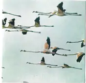 Chevy Heston - Come to Sterilized