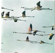 CD - Chevy Heston - Come To Sterilized