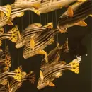 CD - City Center - City Center