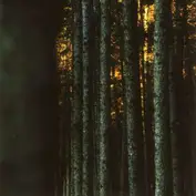 Acoustic Music GmbH & Co. KG