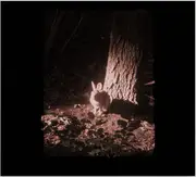 CD - Clara Engel - Sanguinaria - Cardboard Sleeve