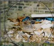 CD - Client - Client