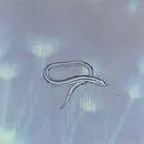 CD - Crooked Fingers - Bring On The Snakes