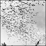 Crime Desire - Crime Desire