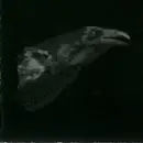 CD - cut city - Exit Decades