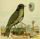 CD - Dark Captain Light Captain - Miracle Kicker