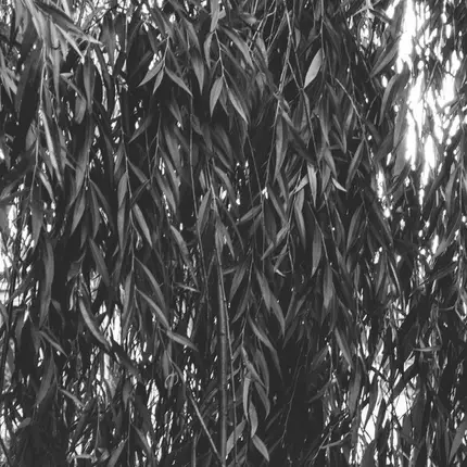 Denis Kaznacheev , Inner , John Manhard - Understory 001