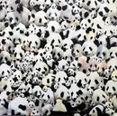 10'' - Death Sentence: Panda! - Puppy, Kitty, Or Both - Half black & white Vinyl