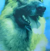 LP - Dear Wolf - Dear Wolf