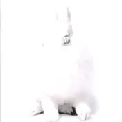 Deine Lakaien - White Lies