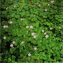 CD - Delia Fischer - Antonio