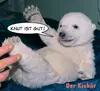 CD Single - Der Eisbär - Knut Ist Gut