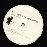 Dermaptera - Apache Mountain