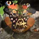 12inch Vinyl Single - Diamantenräuber - Hitchhiker