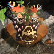 12inch Vinyl Single - Diamantenräuber - Hitchhiker