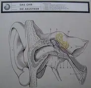 Die Akustiker - Das Ohr