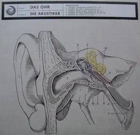 Die Akustiker - Das Ohr