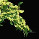 2 x 12'' - DIGITALINE - ANTICLOCKWISE