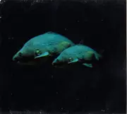 CD - Donna Regina - Lazing away - Digipak