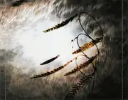 CD - Dreamtide - Here Comes The Flood