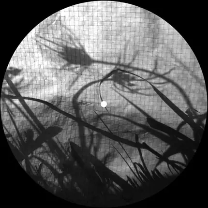 Dwig - Fettwanzenblues