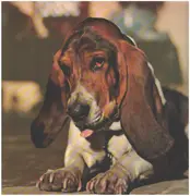 LP - Duffy - Just In Case You're Interested... - Gatefold