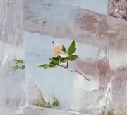 CD - Efterklang - Windflowers - Cardboard.