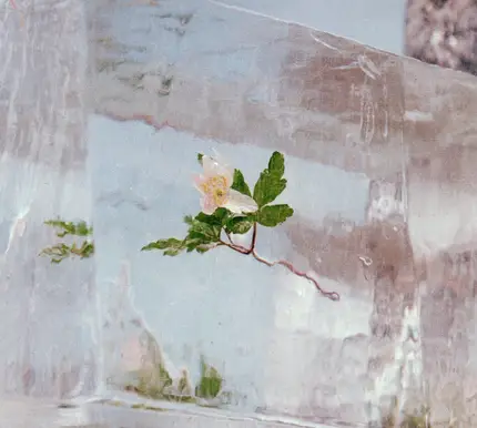 Efterklang - Windflowers