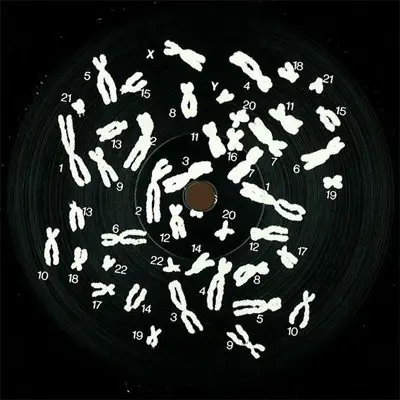 Fallhead - Cromosom001