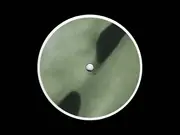 EP - Feral - Woodland - 180g