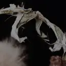 12inch Vinyl Single - Foehn & Jerome - Untld100