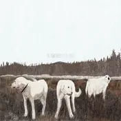 Foxing - Albatross: Ten Years