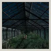 Foxing - Dealer