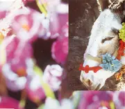 CD Single - Flowers - Kiato