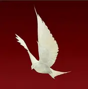 Floor - Dove